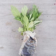 Karalábé palánta - 10 szál/csomag - LILA