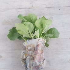 Brokkoli palánta- 10 szál/csomag Brokkoli palánta- 10 szál/csomag