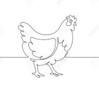 Házi csirke - súly: 2 kg körül - 2480 Ft/kg - FRISSEN