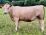 Marha csont vegyesen - 1.060 Ft/kg - GYORSFAGYASZTOTT