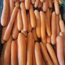 Bio sárgarépa 1.275 Ft/kg