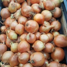 Bio vöröshagyma - 1.490 Ft/kg