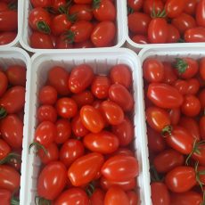 Koktélparadicsom 500g/doboz