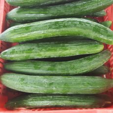 Bio Kígyóuborka - 1.490 Ft/kg