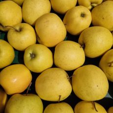 Bio Alma - Golden - 890 Ft/kg