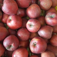 Bio Alma - Red Chief - 890 Ft/kg